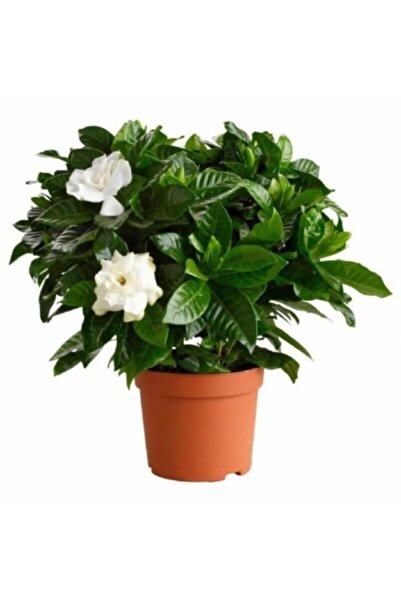 Genel Markalar Gardenya Çiçeği Fidanı 10-20 Cm