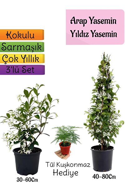 serada decor & plant Kokulu Arap Yasemini+Yıldız Yasemin Fidanı+Tül Kuşkonmaz...