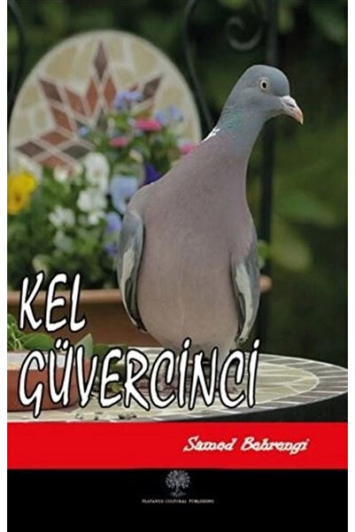 Platanus Publishing Kel Güvercinci