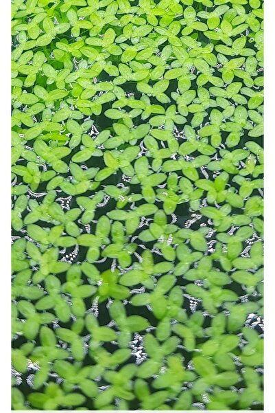 derlifbeysu yld Akvaryum bitkisi su mercimeği mesimere su üstü bitkisi 05 pet...