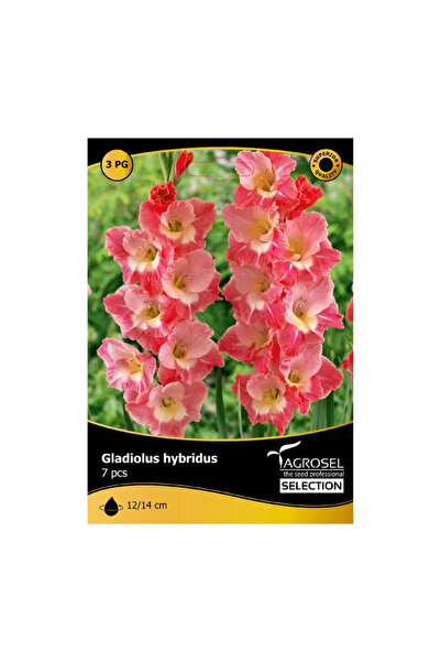 OEM Bulbi gladiole Gerona, roz (7 buc)