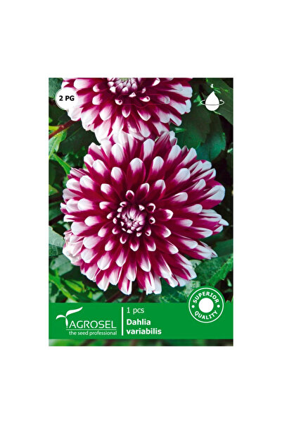 OEM Bulb dalie Mistery Day Agrosel, alb/rosie inchis