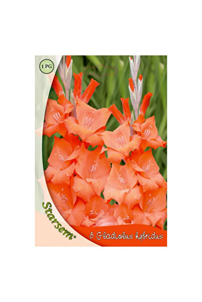 OEM Βολβοί γλαδιόλας Starsem, πορτοκαλί (5 τεμ.)