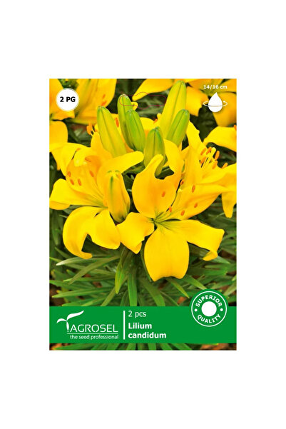OEM Bulbi crin Agrosel, galben (2 buc)