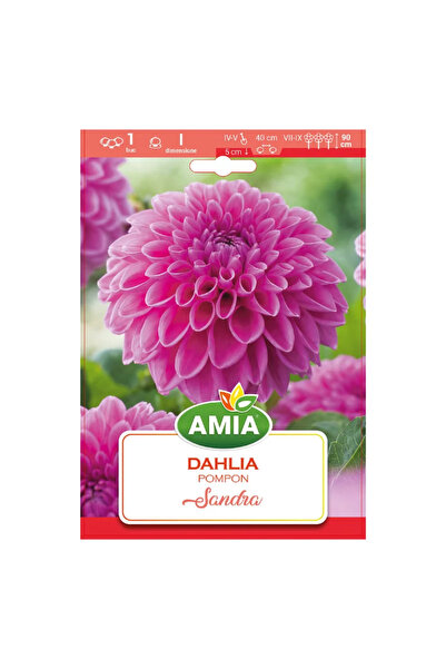 OEM Bulbi Dalie, Sandra, mov, 1 buc