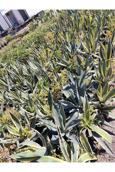 Agave Bitkisi Hakknda Her eyi Kefet!