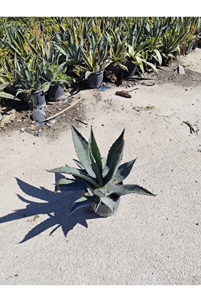 Yades Mavi Agave Americana Sabır Otu Büyük Boy Bahçe Ofis Dekoratif Canlı Bit...