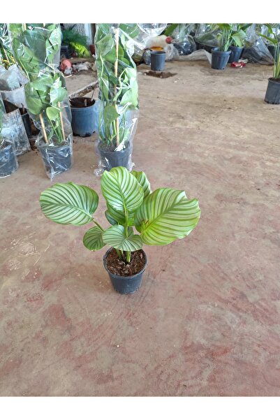 Yades .Calathea Orbifolia Canlı Dua Çiçeği - Geniş Yapraklı Dekoratif Salon B...