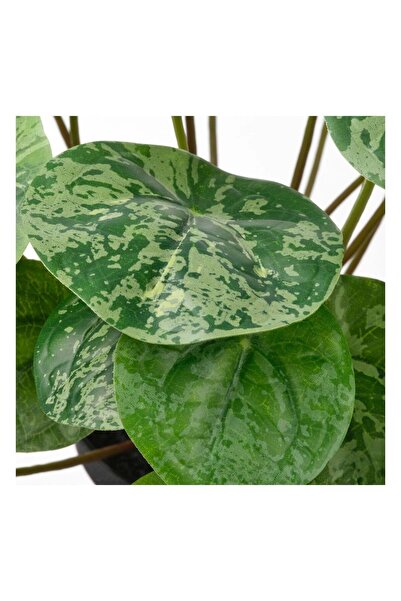 philodendron red imperial Philodendron 'Imperial Red' – Adplants main image 0