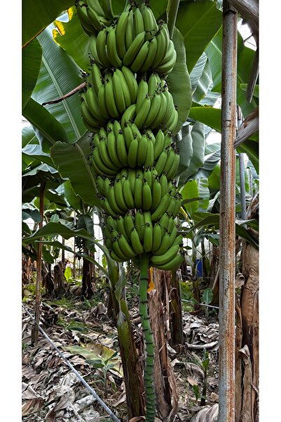 vita Dalından Organik Muz