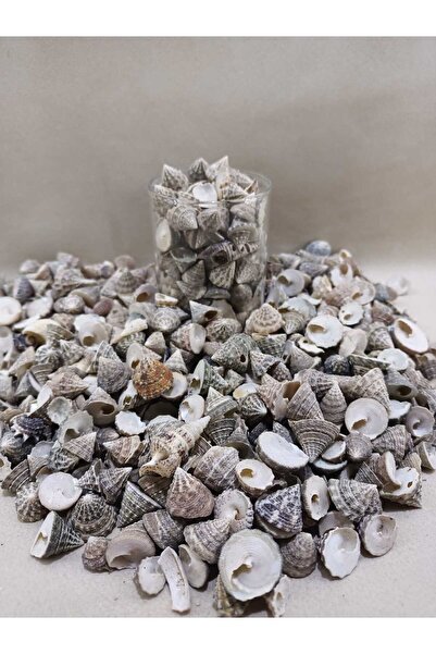 Royall Craft 100 Gr Deniz Kabuğu - Naturel Dekor, Hobi, Teraryum, Akvaryum Ge...