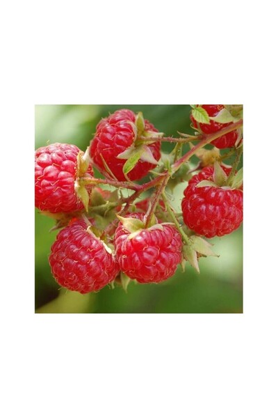 Mimoza Wilamette Ahududu Frambuaz Fidanı 10-20 cm