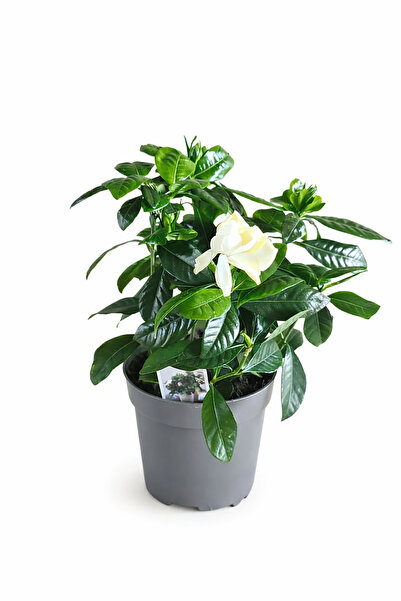 ERNAZ Gardenya Çiçeği (Gardenia Jasminoides) 20 cm Boy 13 cm Saksı | Yoğun Ko...