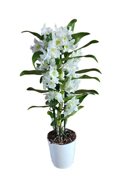 Ernaz Bitki Dünyası Bambu Orkide (Dendrobium Nobile) Beyaz | Çiçekli Canlı Or...