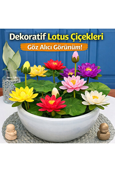 FLORICA Lotus Çiçeği Tohumu 5 Adet – Nilüfer Çiçeği Tohumu Nadir Kutsal Lotus