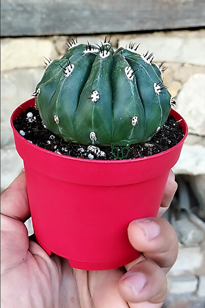 Toptan Kaktüs Melocactus Maxonii Inermis – Nadir Tür – Koleksiyonluk Kaktüs