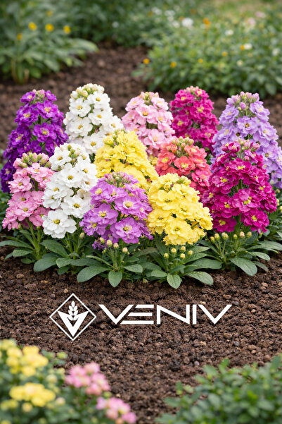 VENİV 20 Adet Şebboy Çiçek Tohumu - Paket Değil
