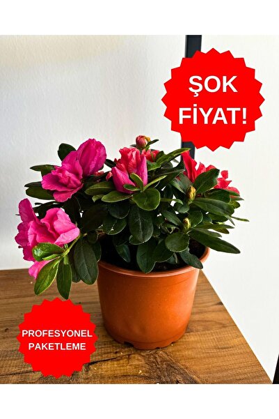 ERG Peyzaj iç mekan