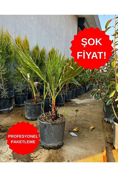 ERG Peyzaj Yelpaze Palmiyesi