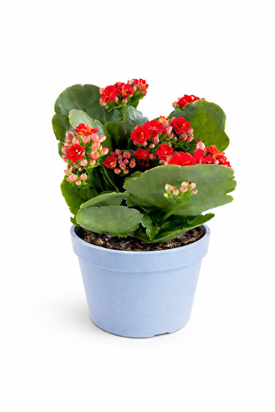 ERNAZ Kalanşo Çiçeği (Kalanchoe) Kırmızı | Renkli Çiçekli Salon Bitkisi | Dek...
