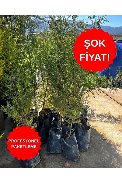 ERG Peyzaj Mavi Ladin Fidesi