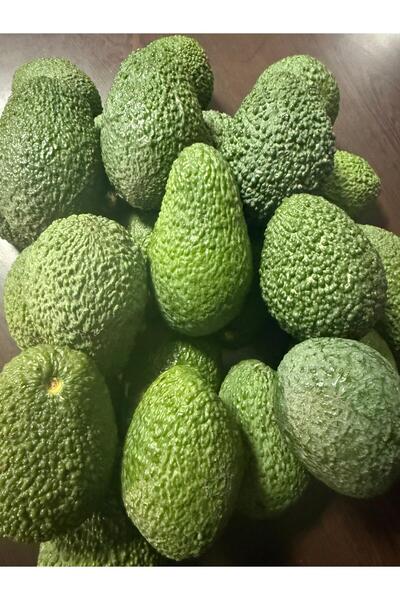 ANAMURMEYVECİM 1 Kg Dalından Avokado-Taze Hasat
