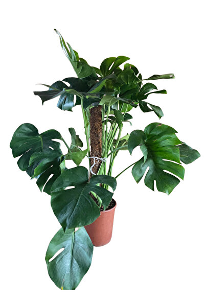 ERNAZ Monstera Deve Tabanı Yosun Sopalı | 17 cm Saksı | 80-100 cm Boy Salon B...