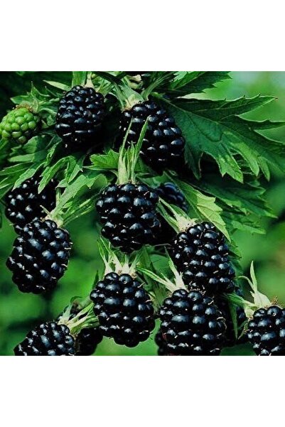 FİDANLIDAN Dikensiz Jumbo Böğürtlen Fidanı 30-60 cm