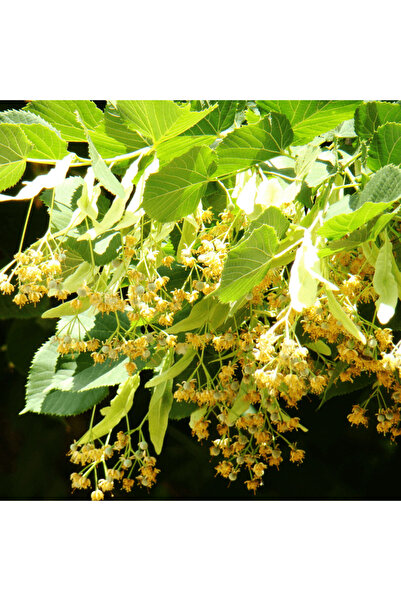 fidanpaketim Ihlamur Ağacı Dev Boy