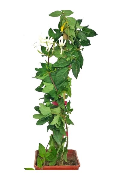 Fidanvar Hanımeli Sarmaşığı Fidanı 10-20 cm