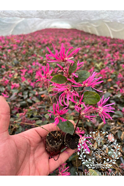 YILDIZ BOTANİK Loropetalum Pembe Rüya Çiçeği Fidesi Loropetalum Chinense “Fed...