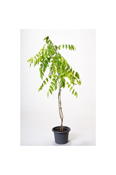 Genel Markalar Wisteria Sinensis Mor Salkım Fidanı 10-20 cm