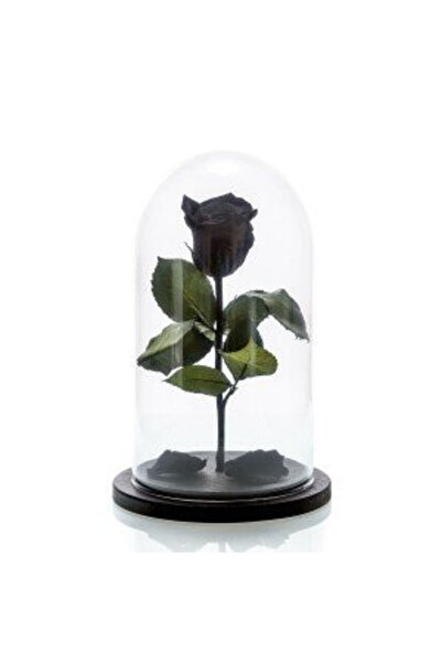 velve Κρυογονικό τριαντάφυλλο σε γυάλινο θόλο με μαύρη κορυφή, σε κρεβάτι από...