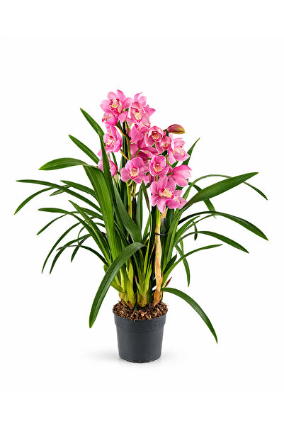 ERNAZ Orkide (Cymbidium) 70-80 Cm - 15 Cm Saksı | Rastgele Renkli Canlı Orkide