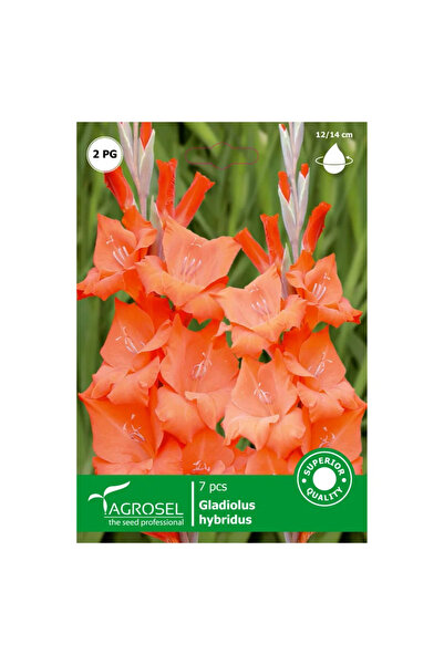 OEM Βολβοί γλαδιόλας Agrosel, πορτοκαλί (7 τεμ.)