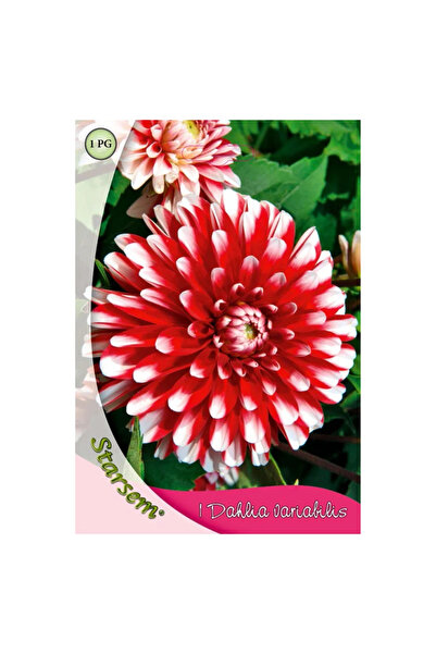 OEM Ντάλια βολβού Llittle Tiger Starsem, λευκό/κόκκινο