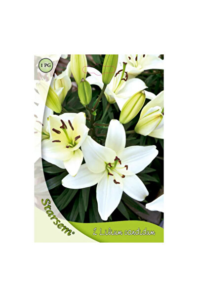 OEM Bulbi crin Starsem, alb (2 buc)