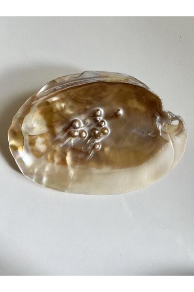 LADIN DOGALTAŞ Natural Oyster Sea Shell - Pearlized Shell