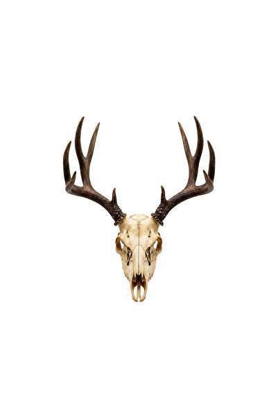 Fibrika Store Artemis Rustik Geyik Kafatası ve Büyük Boynuz Duvar Dekoru