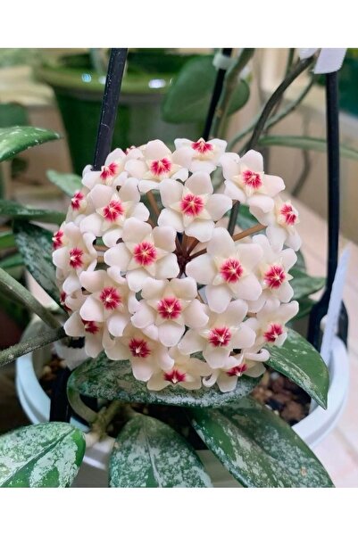 SİMAN BOTANİK Hoya Wilbur Graves Mum Çiçeği