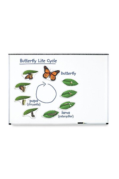 Learning Resources Butterfly life cycle - magnetic set