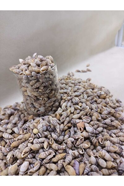 Royall Craft 250 Gr Deniz Kabuğu - Naturel Dekor, Hobi, Teraryum, Akvaryum Ge...