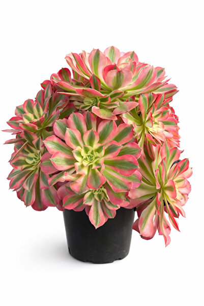 Mialys İthal Sukulent Aeonium ‘Pink Witch’ | Nadir Koleksiyonluk Canlı Bitki ...
