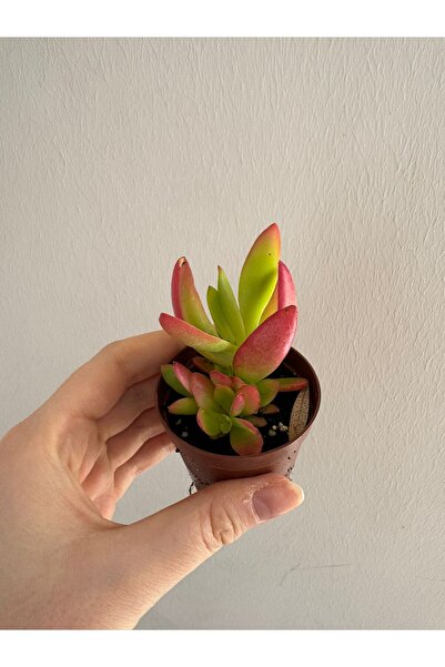 staristakı altın sedum kamp ateşi sukulent