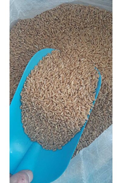 BFHOME Elenmiş Buğday Makarnalık Güvercin Tavuk Ördek Kaz Hindi Yemi 250 gr