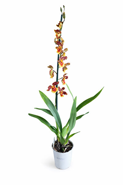 Ernaz Bitki Dünyası Kambriya Kokulu Orkide (Cambria) | Özel Tür Orkide | 30-4...