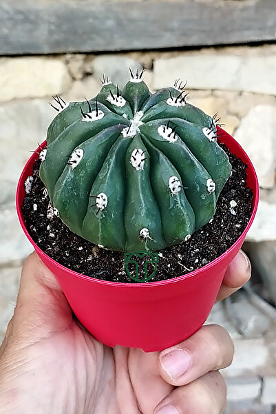 Toptan Kaktüs Melocactus Maxonii Inermis – Nadir Tür – Koleksiyonluk Kaktüs