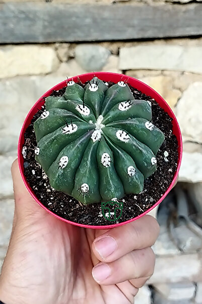 Toptan Kaktüs Melocactus Maxonii Inermis – Nadir Tür – Koleksiyonluk Kaktüs