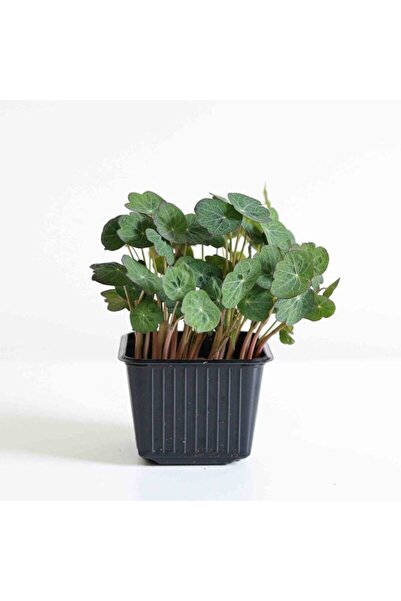 Latin Çiçeği (Nasturtium) Mikro Filiz Tohumu - 30 Adet - Yenilebilir Çiçek & GDO'suz