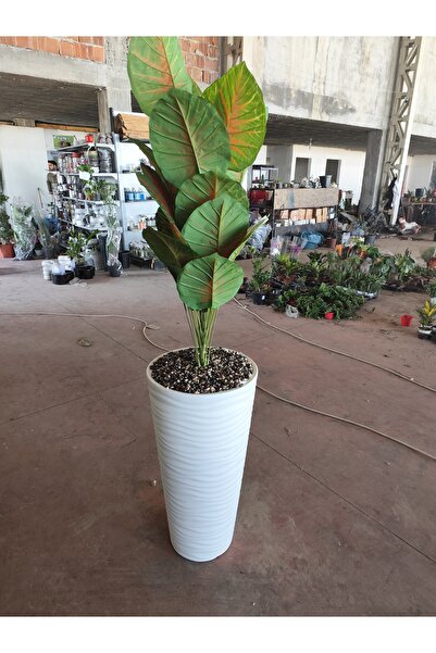Yades .Yapay Caladium Ağacı Beyaz Prizma Saksılı Canlı Görünümlü Büyük Boy Ev...